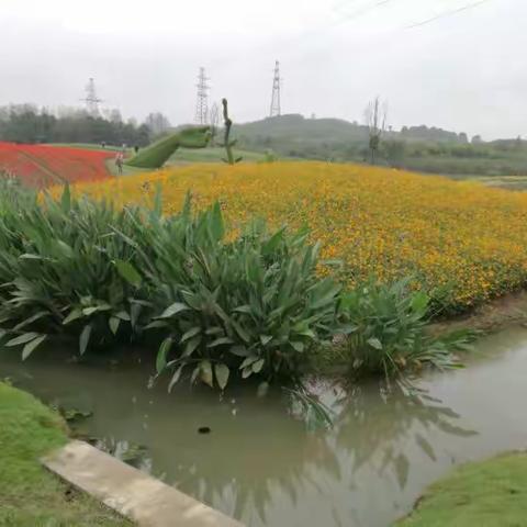 美丽乡村花花草草🌻🌹🌷🍁🌾🌺🍃