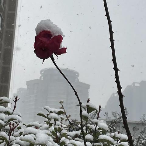 雪中绽放的玫瑰🌹