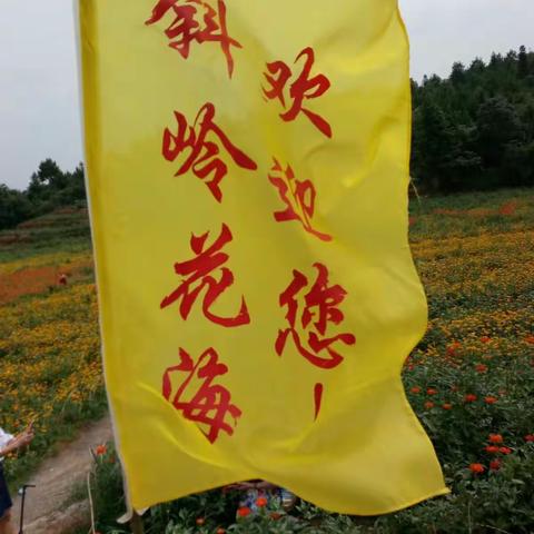 斜岭花海6月20日正式开园