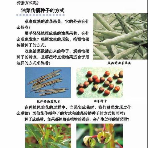 四年级科学下学期 2.4 把种子散播在远处