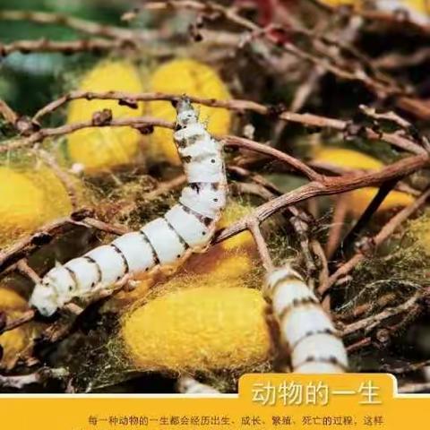 三年级科学下学期 2.1 迎接蚕宝宝的到来