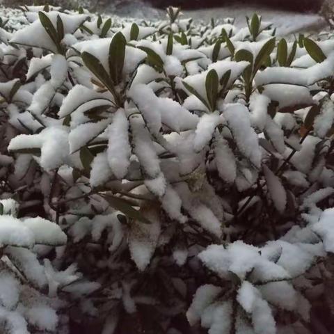 瑞雪兆丰年