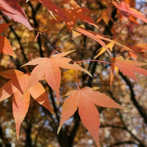 椰子树🌴🌴liu的美篇