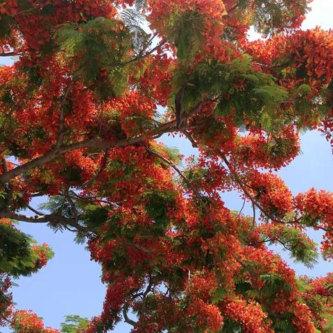厦门之旅（四）～鼓浪屿（2018年5月20-21日）