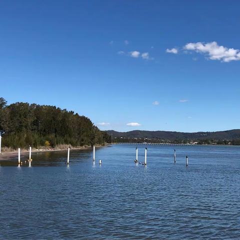 恩春斯湖.黑天鹅.塘鹅