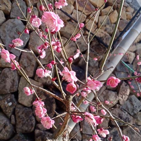 3月5日家门口的梅花