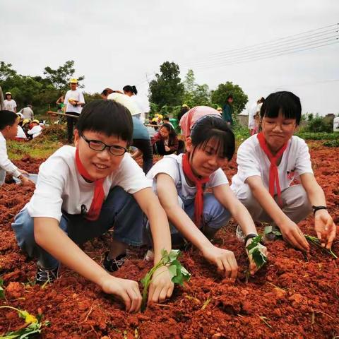 【善美雅小】开畦种番薯，农耕育垂髫——雅畈小学开展“种番薯”劳动实践