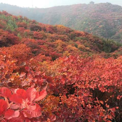 九九重阳节，浓浓敬老情