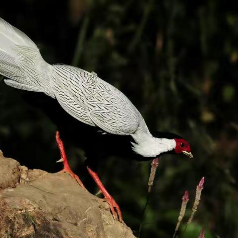 菜鸟拍鸟过把瘾
