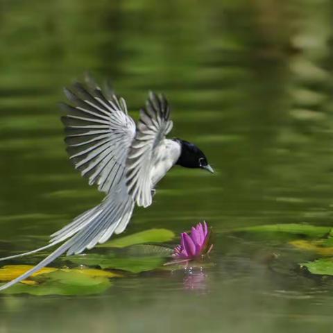 菜鸟拍鸟过把瘾(续)