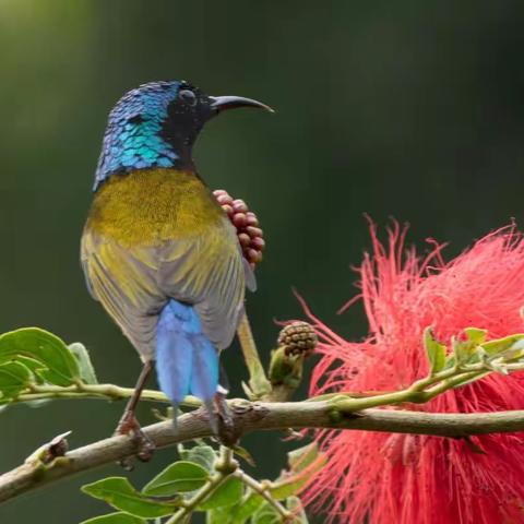 菜鸟拍鸟自娱自乐