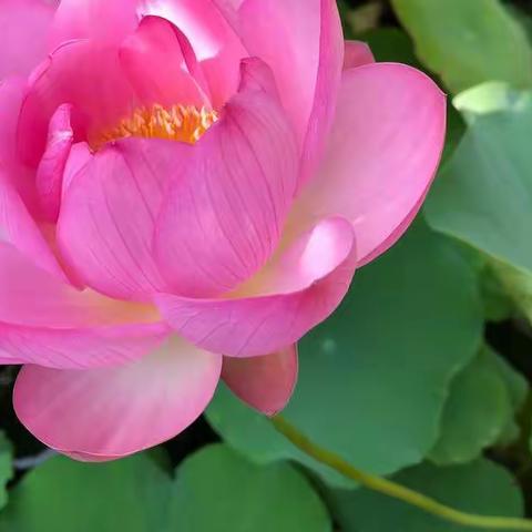 双山街道办事处三涧溪村卫生室迎接全国基层健康工作会议代表参观指导工作