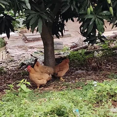 为什么说冬病夏治