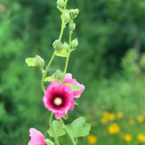 春有百花秋有月，夏有凉风冬有雪，若无闲事挂心头，便是人间好时节。