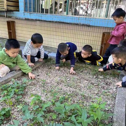 小小菜园，伴我成长！