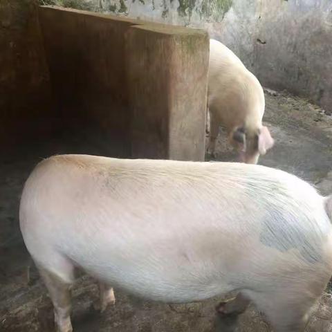 奔跑吧，北门星空家猪馆