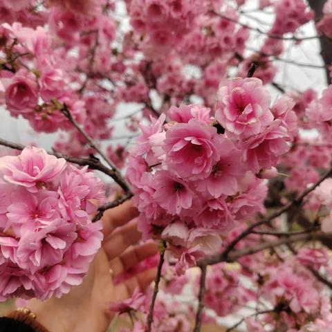 普丛村：三月樱花季，浪漫樱花朵朵开