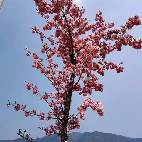 阳春三月，在温暖的春风里，看一场浪漫樱花