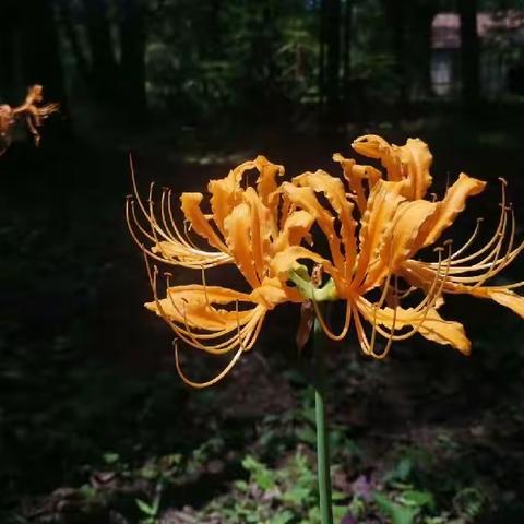 约会彼岸花