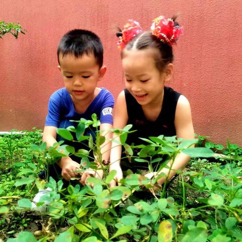 好孩儿幼儿园中二班宝宝花生采摘记