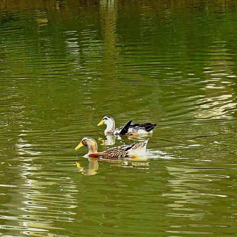 广州南沙东涌水乡风情街 秋天 丰收的季节 姐妹篇