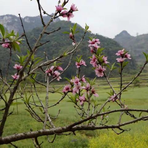 2018年3月12日云南广南坝美