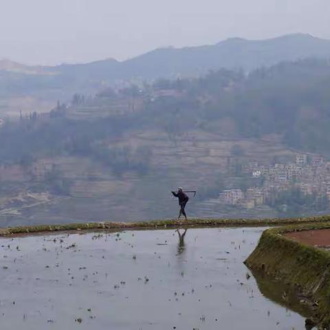 一生之中都想去的地方~元阳梯田