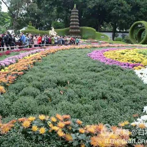 菊花赞(之二)~菊之神