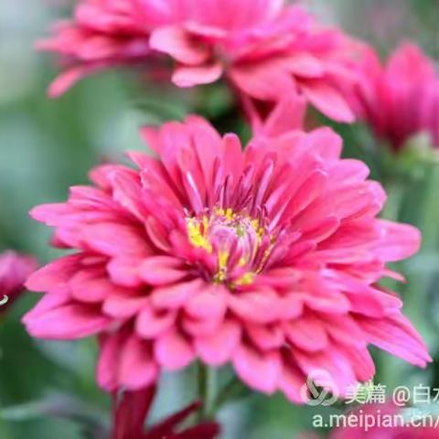菊花赞(之一)