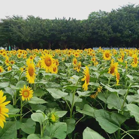 ：2020.9.9.佛山世纪莲花睇粉草.