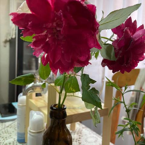 雨后、花落一地