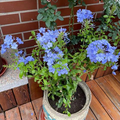 仲夏时节
