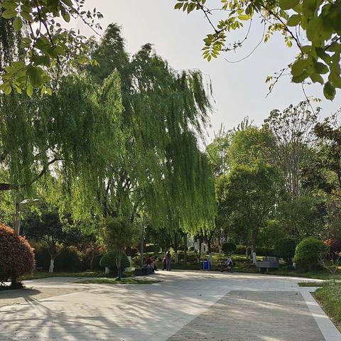 今日兰考。绿树成荫，鸟语花香。焦桐花香拂面，不见昔日风沙盐碱。