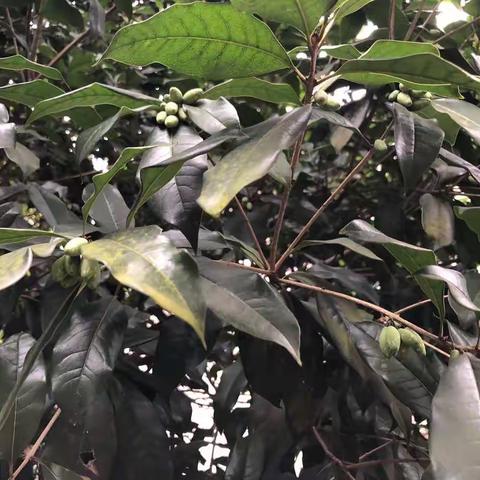 你见过桂花树的果实麽