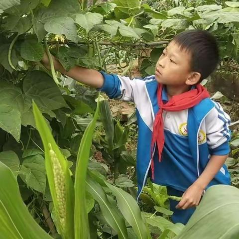 劳动实践伴成长  快乐暑假我最棒