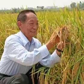 送别袁隆平爷爷，请告诉孩子粮食来之不易！