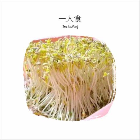在家种豆芽，随吃随种，安全更放心