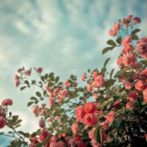 高新双语一年级二班春季运动会侧记