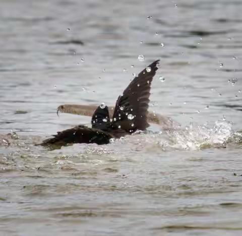 黑水鸡，水鸟中的战斗鸡