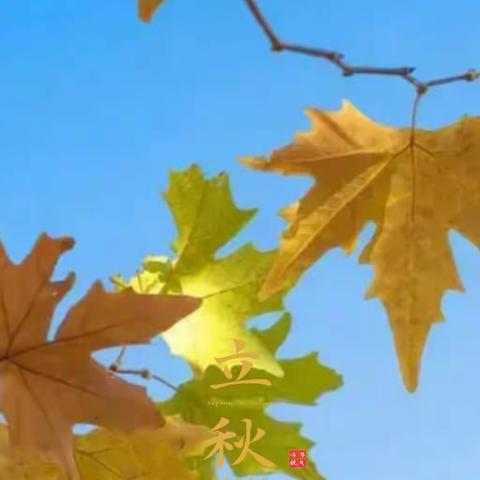 今日立秋，暑去凉来，落叶知秋。