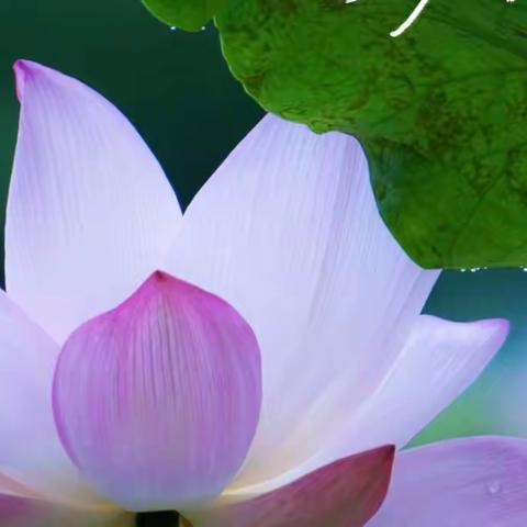 映日荷花别样美。