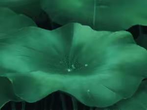 入伏下雨，凉爽又欢心