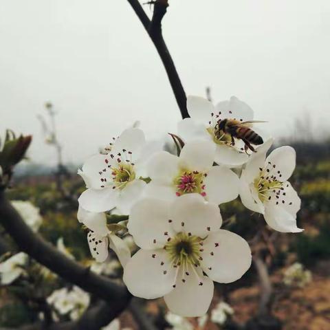 人间最美四月天 花团锦簇竞芳华 ――济水东园学校一二年级数学组第一轮教研活动掠影
