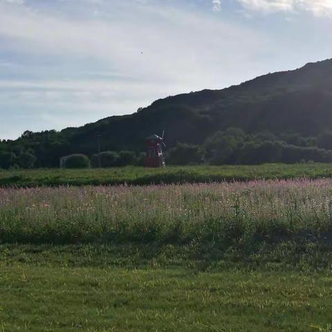 妈妈去哪第三季（小袁篇） 第一期 帽儿山之树莓采摘及鲁冰花花海