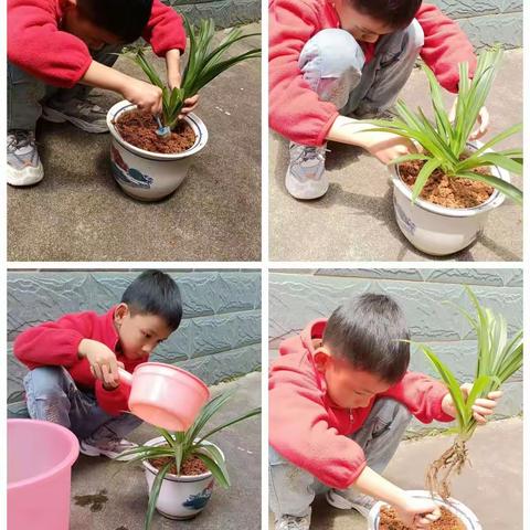 城西小学二（2）班五一假期植物养成篇🌱每人种上一株小植物，每天积攒微小的期待和快乐！认真对待生命的样子