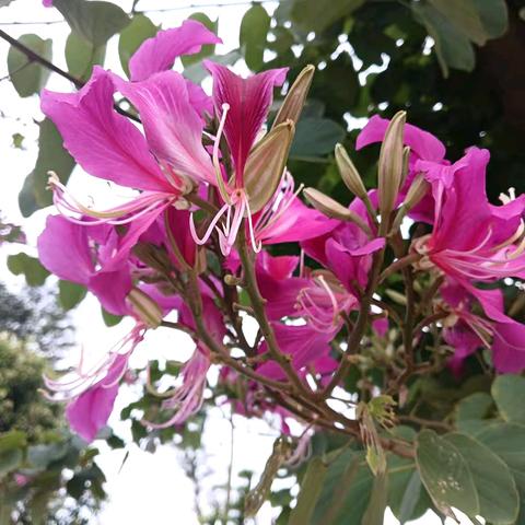 羊蹄甲花