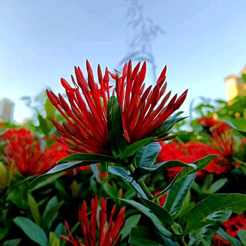骑拍龙船花