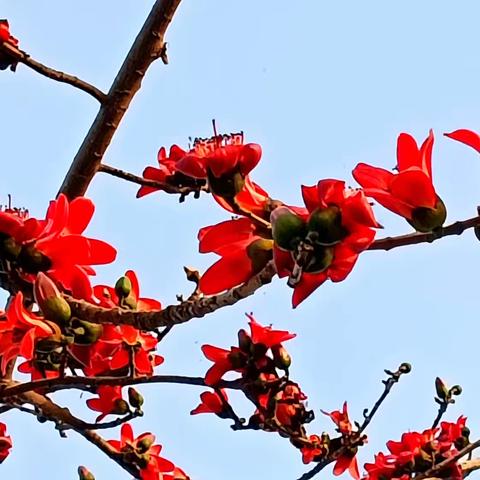 木棉花