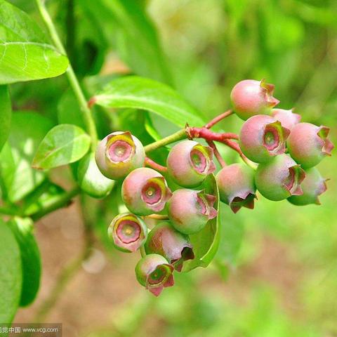 浸润甘雨露 闻听拔节声 ——记金桥中心教研组活动