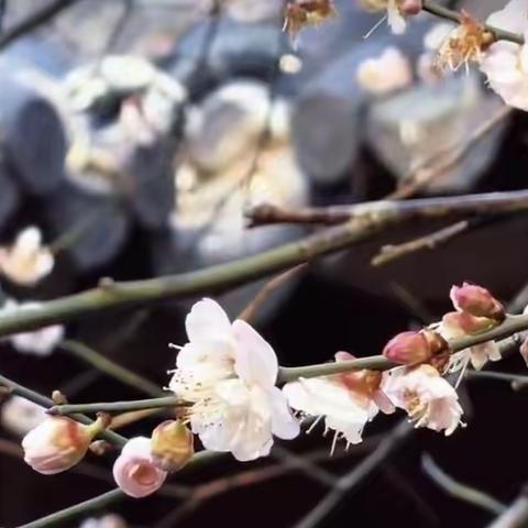 花开疫散燕归来，扬帆起航少年归——枣庄十九中文综组开学纪实